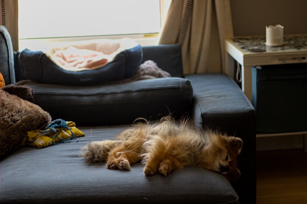 our dog guapo asleep in the sun on our blue couch. his head is just slightly off the edge of the couch