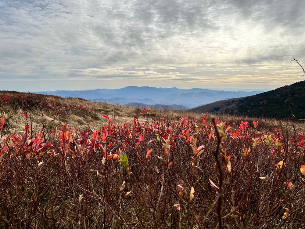 The picture shows an extended long range view of the Blue Ridge Mountains. The foreground consists of the remaining red leaves of blueberry bushes in front of the thick tan grass of the Roan Highlands. The consistent layer of cloud cover diffuses the light of the sun, causing a bright effect of the clouds.