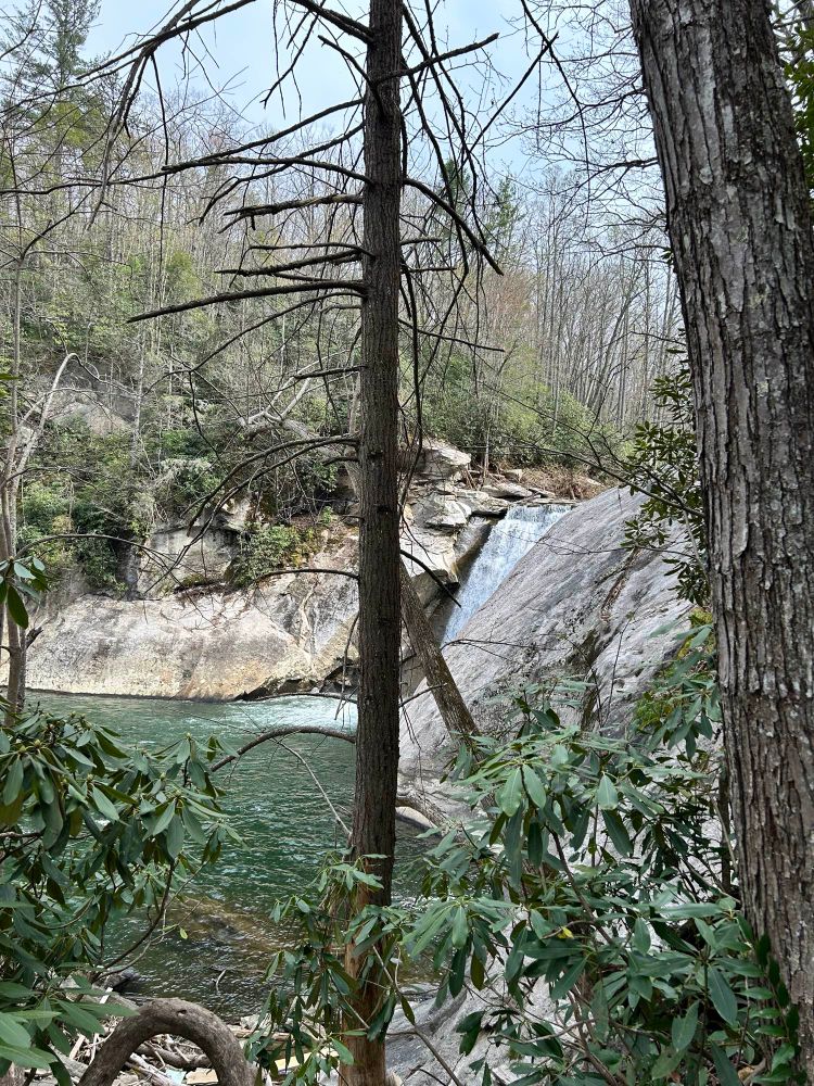 A waterfall flows into greenish water. A narrow central tree provides perspective. The photographer stands at a mid height from the fall across the elk river . All tree limbs for about 12 feet from the ground are missing from the central tree.  Rocks surrounding the waterfall look scoured with no leaf debris or moss. Rhododendron bushes provide partial green color on the far and near  banks.