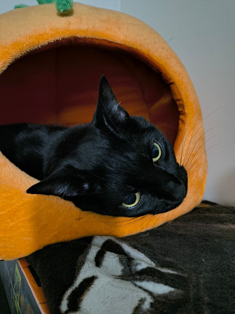 Photo of a black cat, Salem, inside an orange pumpkin shaped bed/house. Her head is lazily slid out of the opening of the pumpkin. If you look closely, you can see her brain booting up in her eyes
