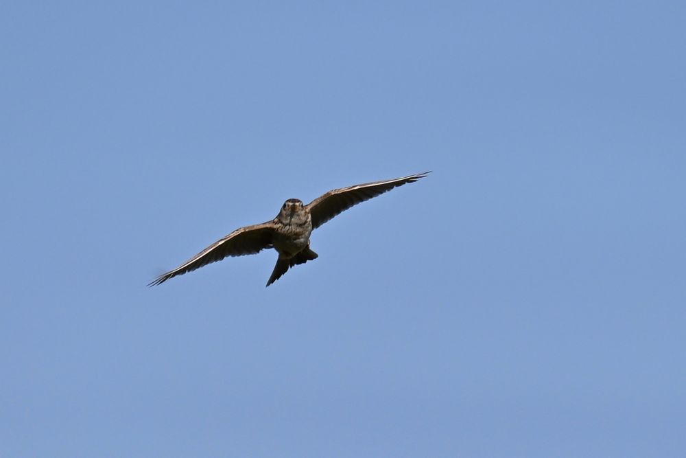 A skylark in flight