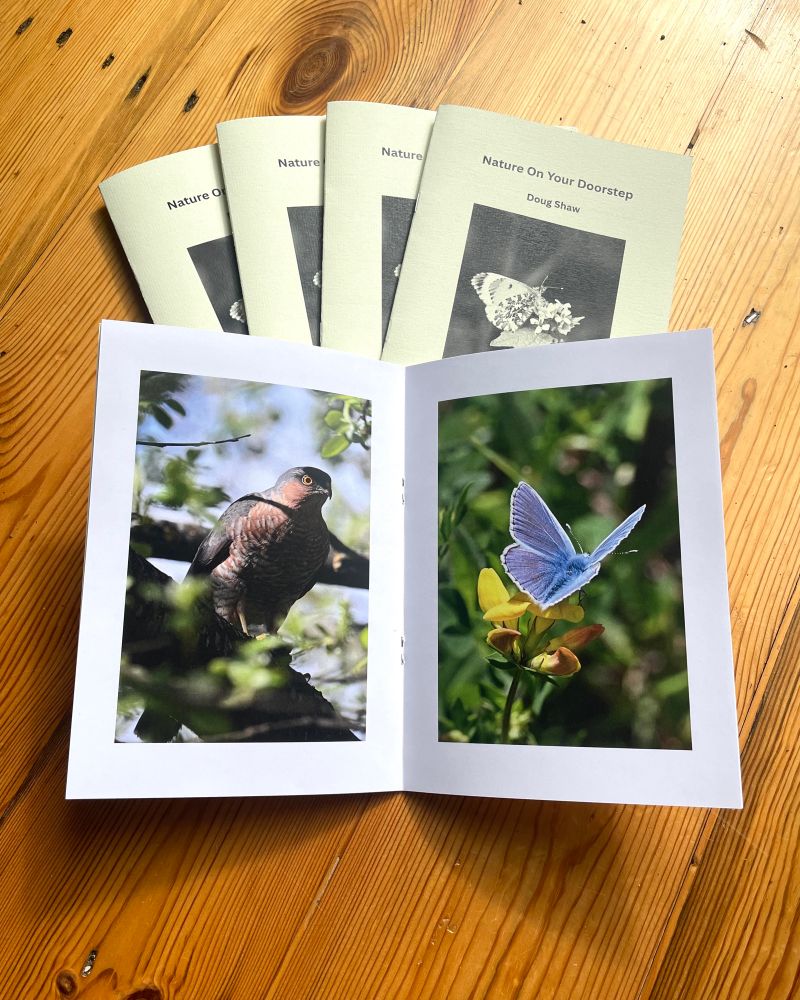 Copies of a new photography and creative writing booklet I’ve designed - depicting some amazing local nature. The books are fanned out with one copy open at the centre showing a bird and a butterfly. 