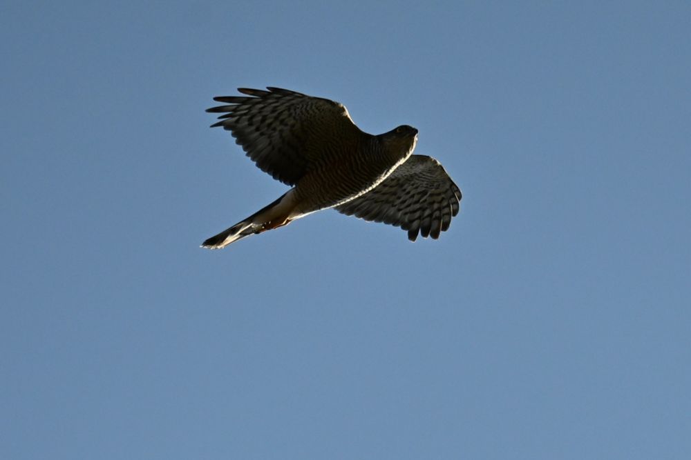 A female sparrowhawk on the wing.