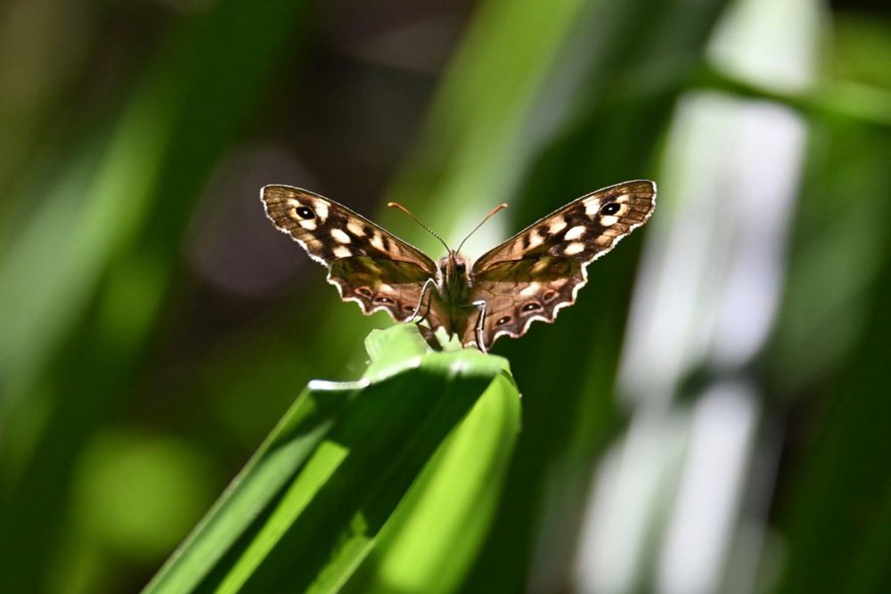 Butterfly resting in a reed, facing the camera. Wings beautifully backlit by the sun - brown black and cream markings illuminated and the wings are framed by a sunlit white border. 
