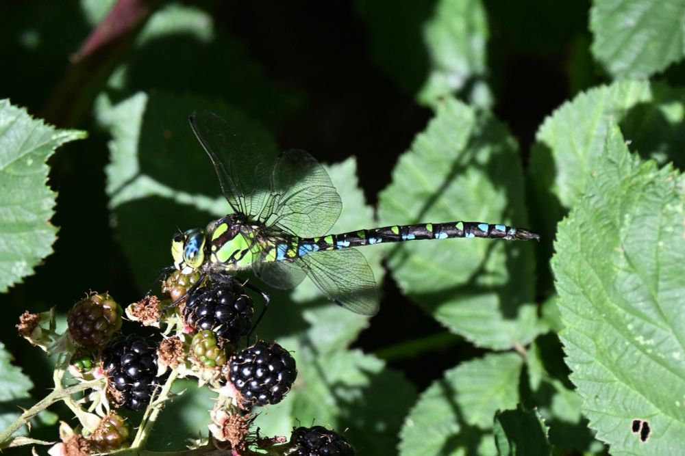 Close up of a green and blue Southern Hawker dragonfly at rest on a blackberry bush. The sunlight is picking out the wings and the eyeball of the insect really vividly.