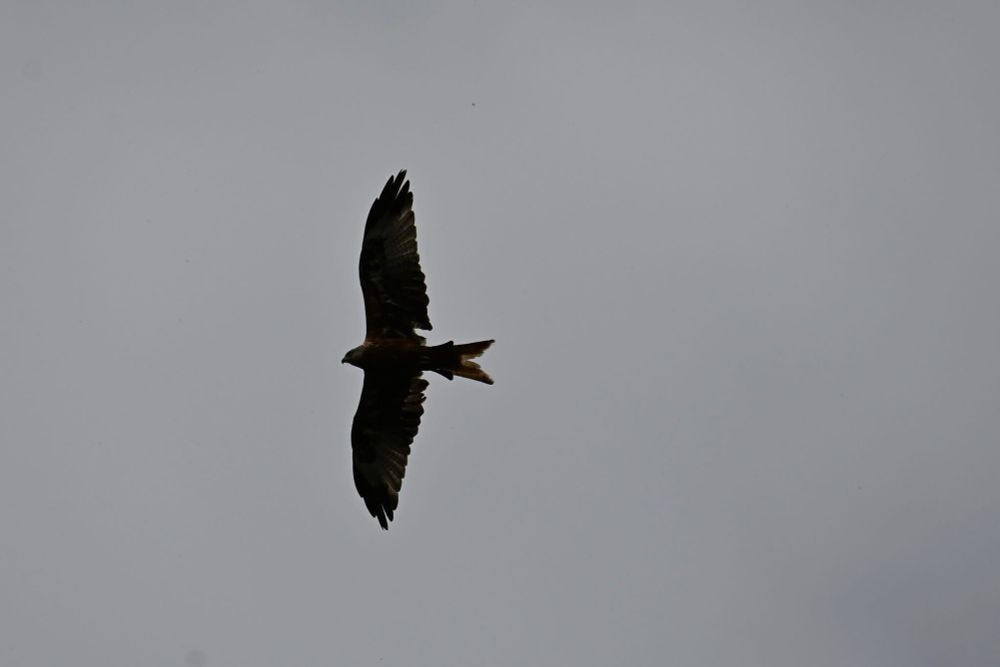 Red Kite soaring across a grey sky. Wings fully open, tail forked. 