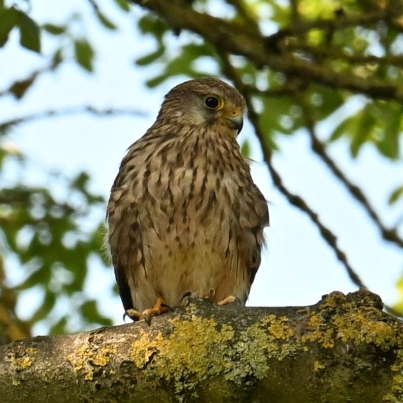Kestrel in a tree in a wooded area - the bird is on a branch looking to one side. I spotted this one after it was making a lot of noise - drew my attention.