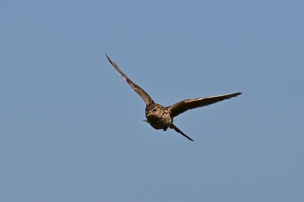 A skylark in flight
