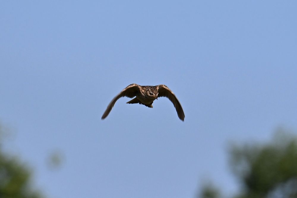 A skylark in flight