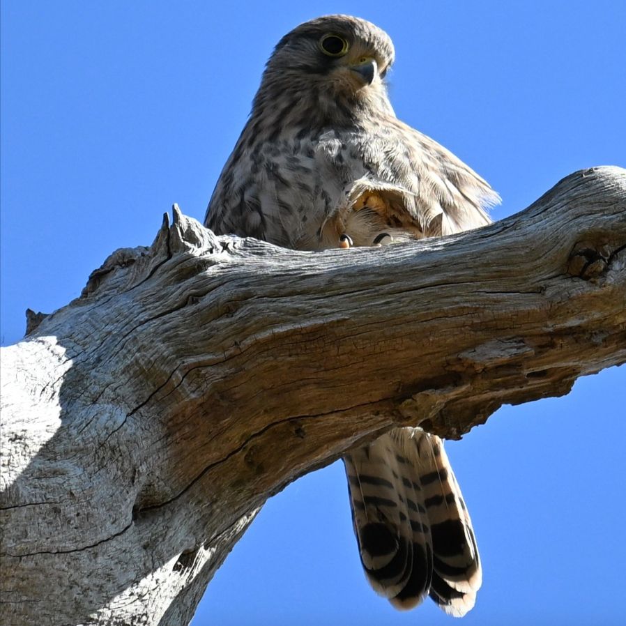 An adult kestrel on a dead tree against a blue sky - the bird is looking downwards and to one side