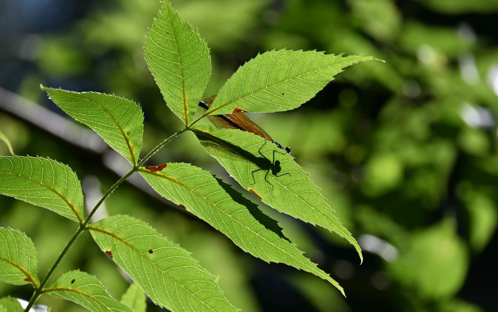 The photo shows a shadow of a Beautiful Demoiselle, highlighted on a leaf. The angle of the sun lights up the foliage and the insect shadow is clearly visible. You can also just make out an eye and a section of wing and tail. The body of the insect is a deep electric blue and the wings are a copper colour.