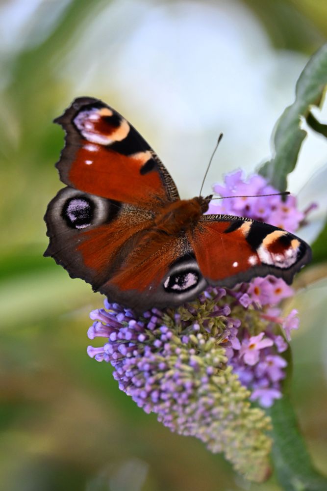 A Peacock butterfly on a purple/lilac flower head. I think this butterfly is only recently emerged as you can clearly see fuzzy hair on the body and the reds, pinks and purple colouring on the wings is just so vivid!