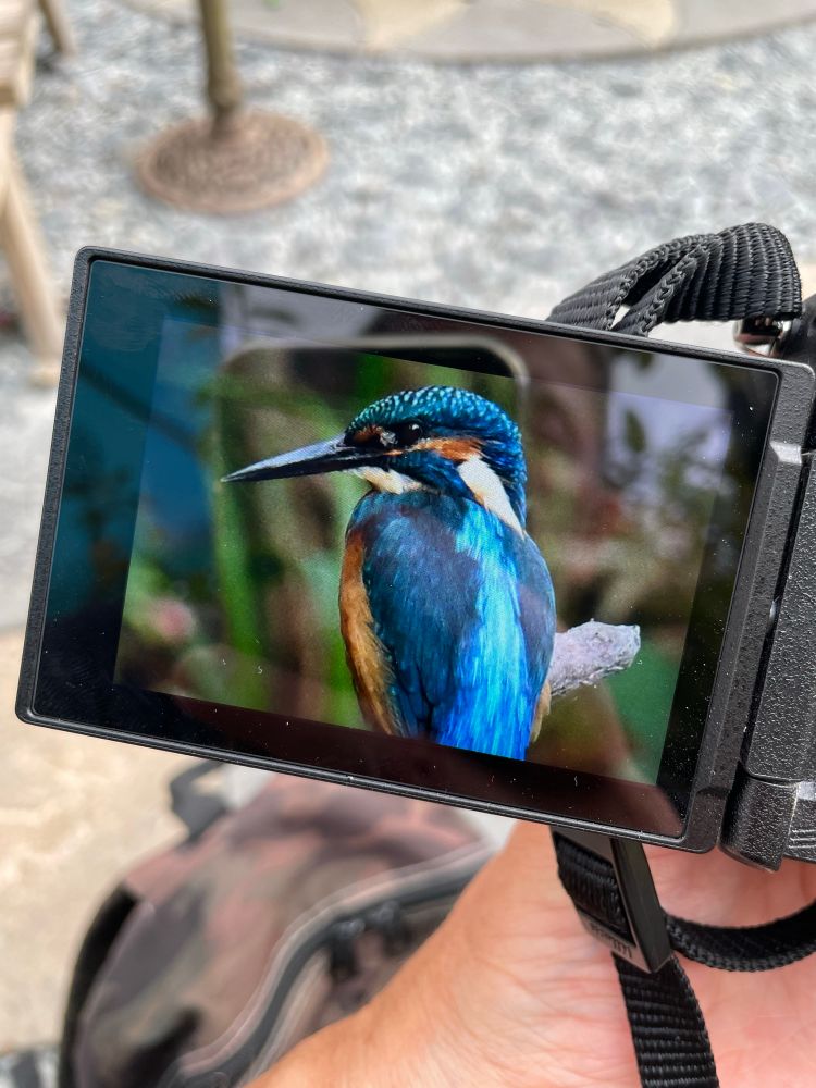 A photo of my camera screen, shows a close up of a kingfisher looking to the left. 