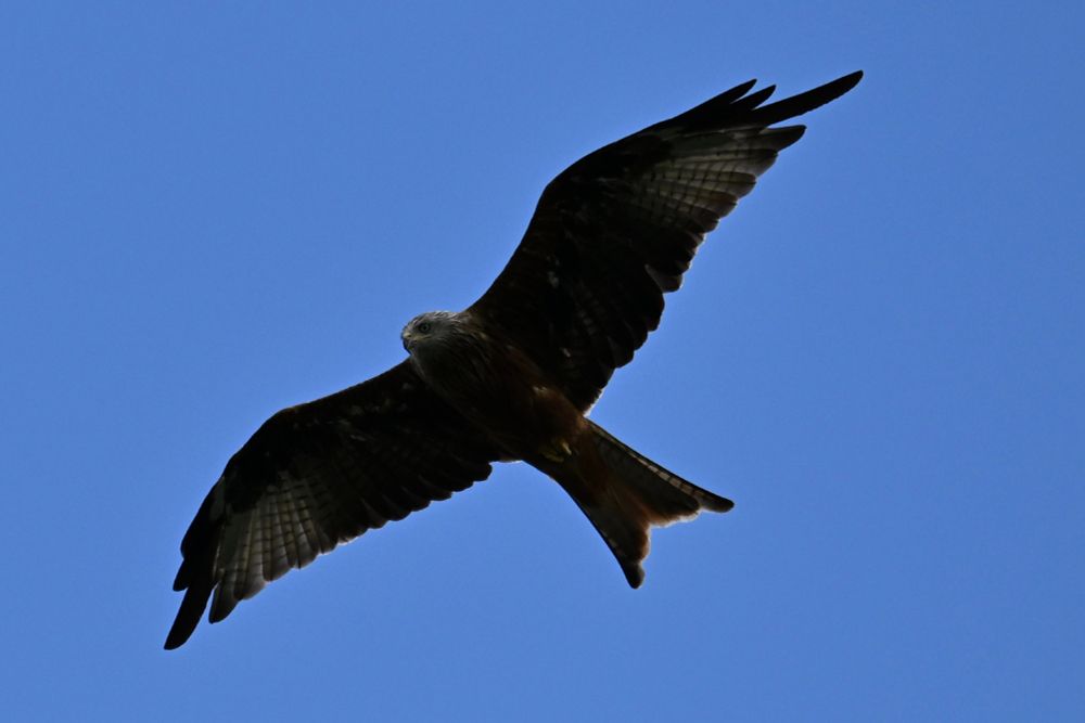 A red kite on the wing against a blue sky background. You can see sunlight through some of the wing feathers and face details and the forked tail are clearly visible.