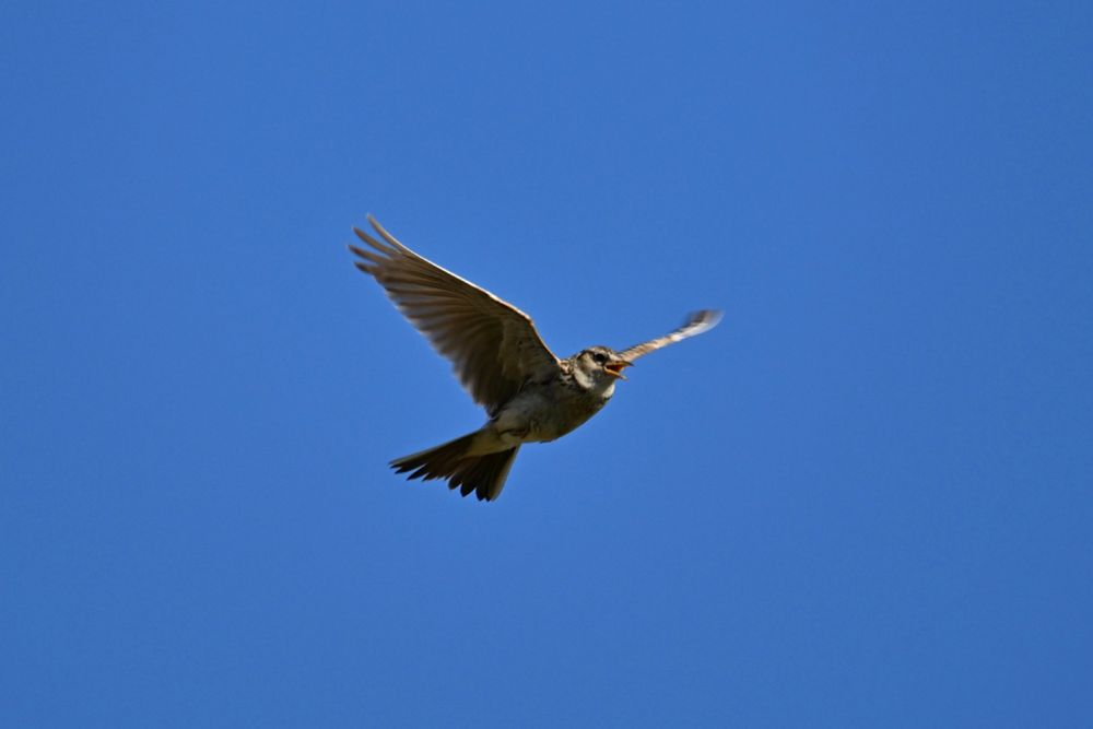 A skylark in flight - singing at the same time