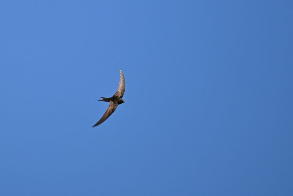 A swift photographed against a blue sky background. The upper wing is in focus and the lower wing is slightly blurred. The bird is travelling left to right and you can just make out its eye and beak - and the forked tail is clear. It's not a bad photo - just not quite all there yet.