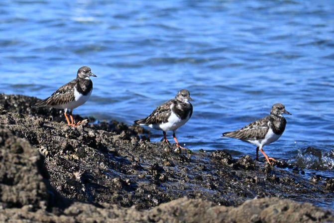 Turnstones on the rocks at Bouzas, Vigo. Three birds are lined up, following each other facing left to right.