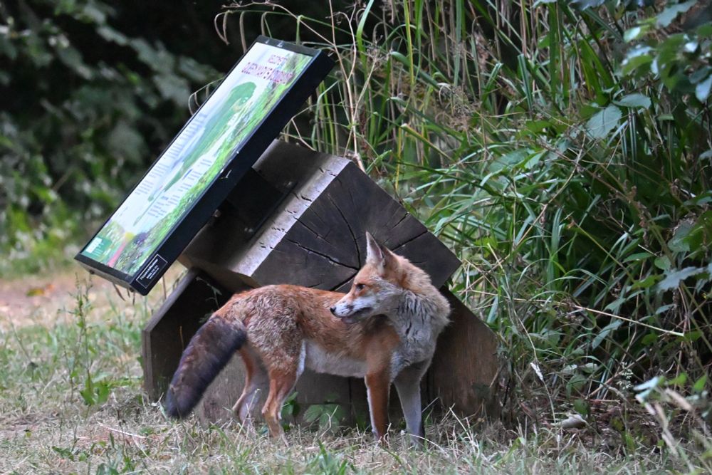 A fox looking back over its shoulder stood by an information board in a local woodland (Carshalton)