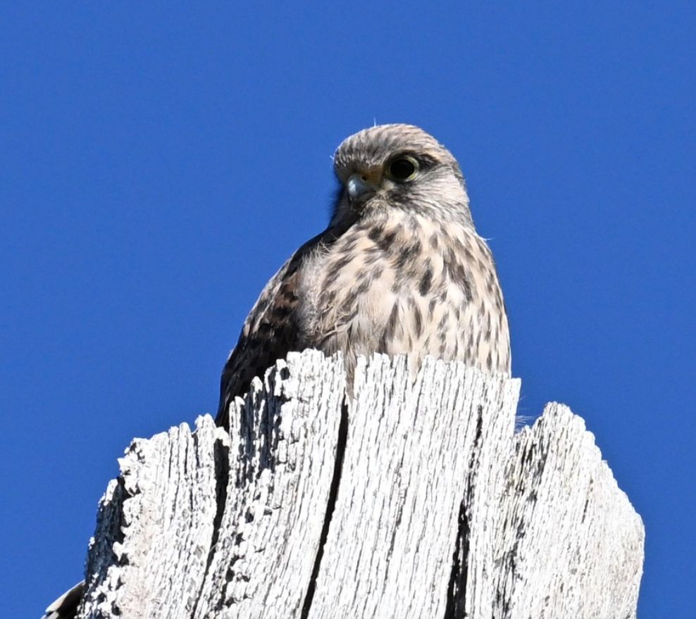 A juvenile kestrel up in a dead tree against a blue sky. The bird is looking slightly downwards - plumage is notable paler than in the adult