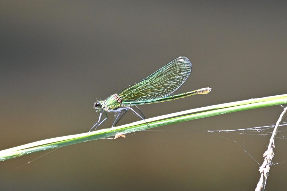 A shimmering emerald green coloured 'Beautiful Demoiselle' resting on a blade of grass by the river.