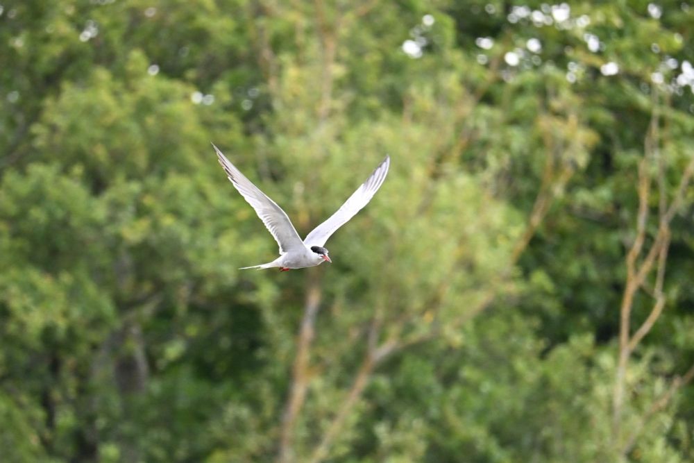 A Common Tern in flight in Epping Forest. The long thin wings are pointing skyward, and there's a backdrop of blurry (out of focus) trees in the background.