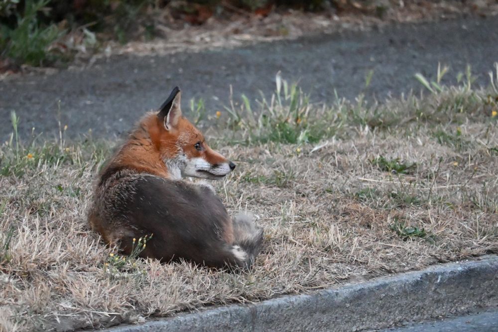 A fox curled up by the roadside in Carshalton looking towards the right of the photo