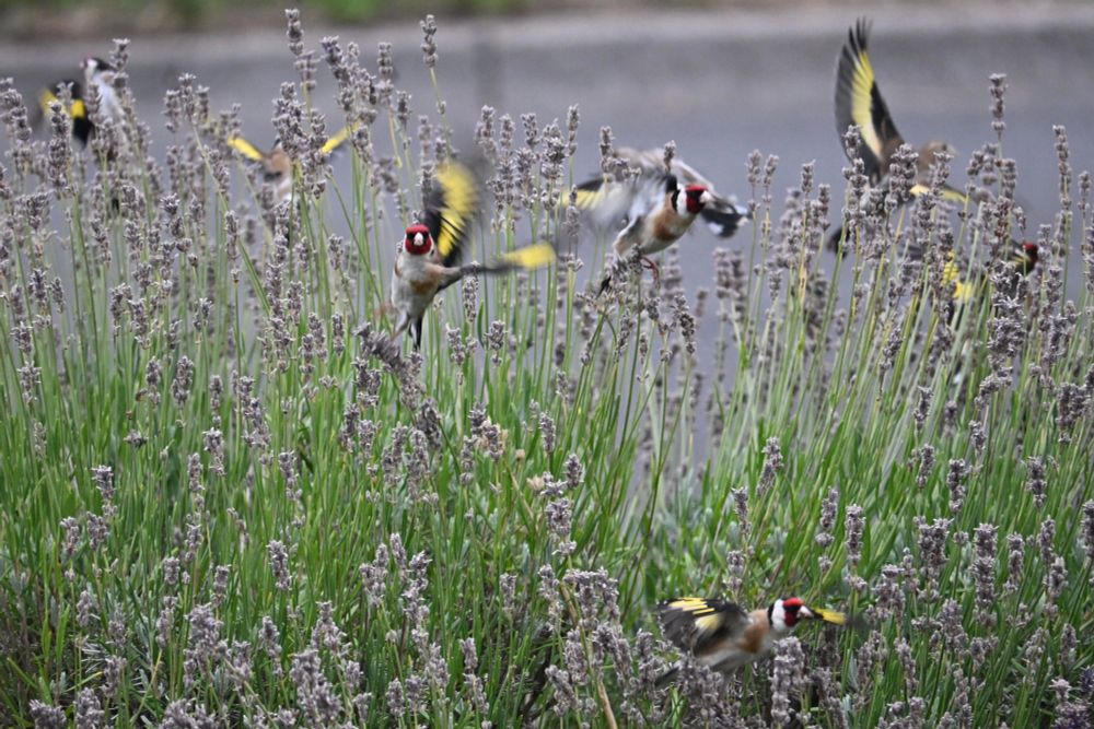 Several goldfinches flying away from a lavender bush. Wings and faces and flashes of gold and red are everywhere - one of the birds is directly facing the camera its wings look like someone giving semaphore signals.