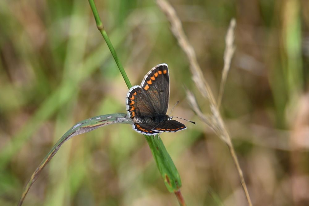 A tiny brown butterfly with bright orange marks adorning the wing edges, and a white wing border making everything really stand out. The butterfly is on a blade of grass, which is bending as if it were a diving board from which the butterfly is about to spring!  
