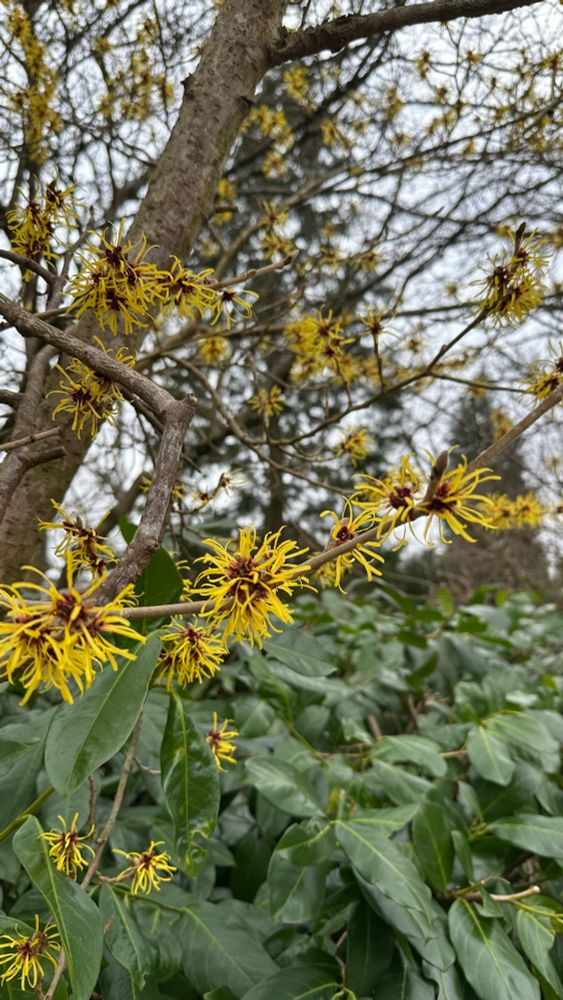 Bild einer einer gelben Blüte im Februar. keine Ahnung was es ist.  steht für Hoffnung.