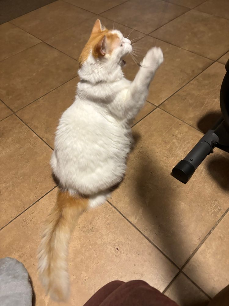 Turkish Van cat standing up waving one paw shouting at parents.