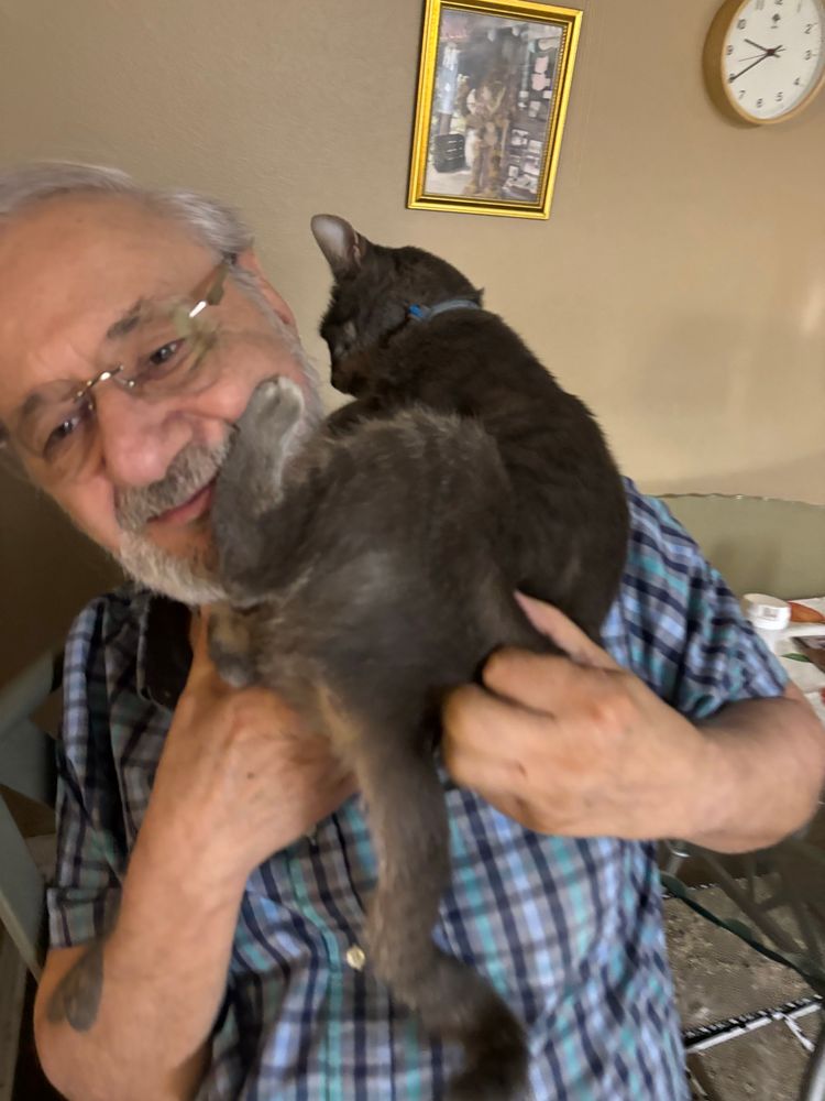 Grey American short hair cat kicks his Pa in the face in exchange for petting. 