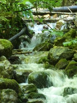 Un ruisseau forestier de montagne
