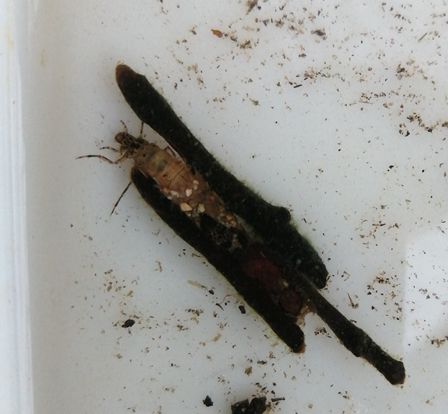 La larve du trichoptère Anabolia nervosa dans son fourreau fait de brindilles et de grains de sable.