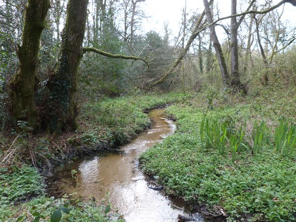 Le ruisseau du Petit Hermitage dans la forêt de Villecartier, en Bretagne.