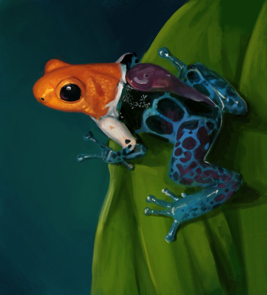 Digitally painted photo study of a poison dart frog on a leaf.