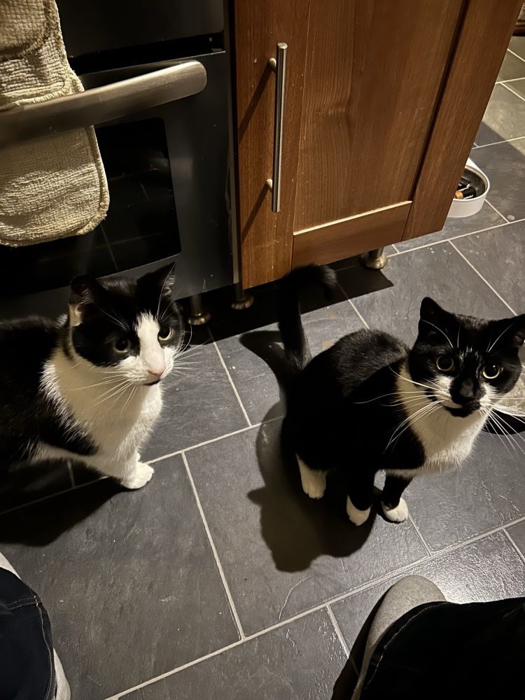 Miles and Julian looking up at camera with the look of cats who have never been fed in their lives.