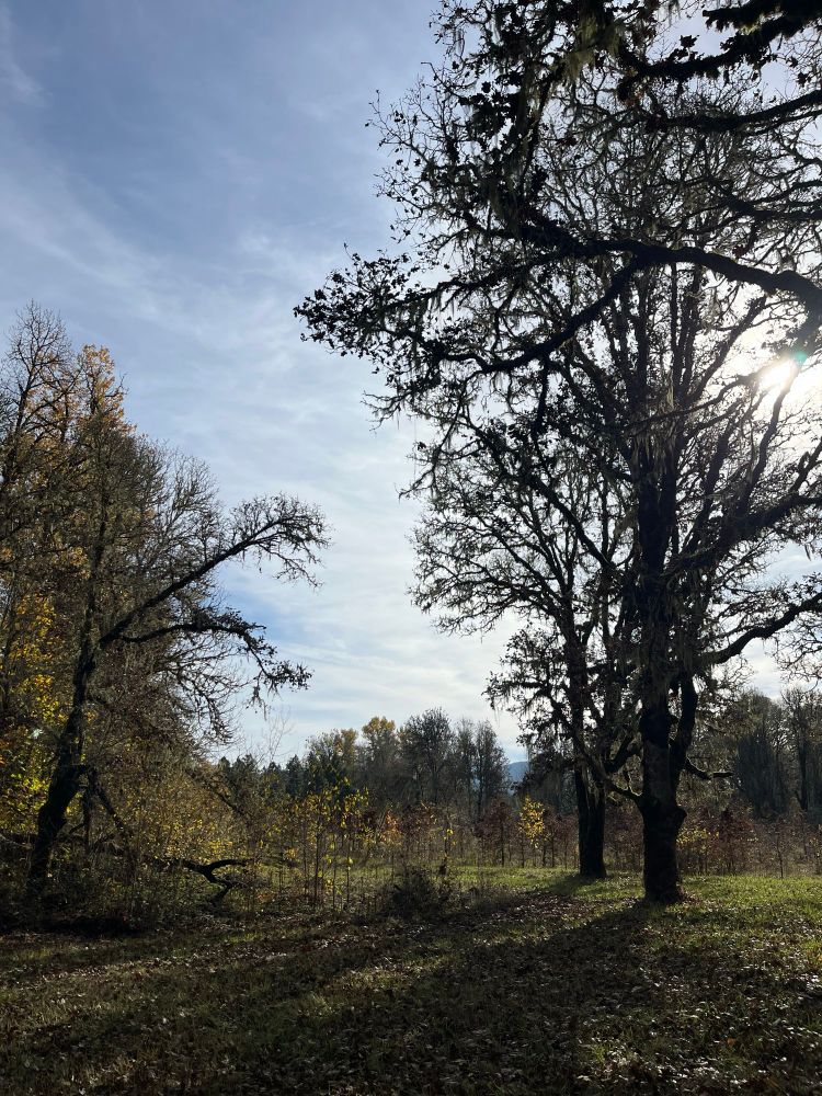 The sun shines over the oak and maple forest along the Luckiamute River.
