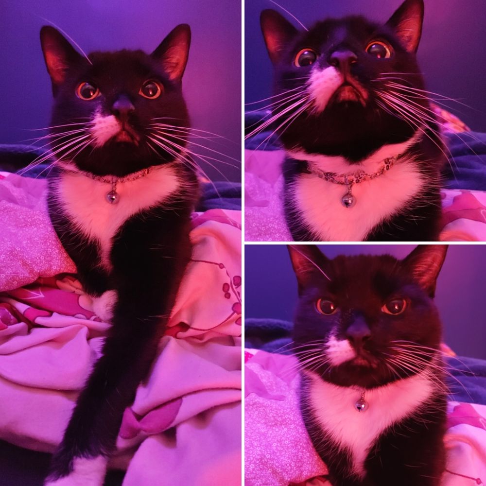 A collage of three photographs of my black and white tuxedo cat Bo, looking at the camera kind of annoyed and startled, while lying on my bed. She has her right paw stretched out front. The photographs are in a dark room illuminated by pink lighting.