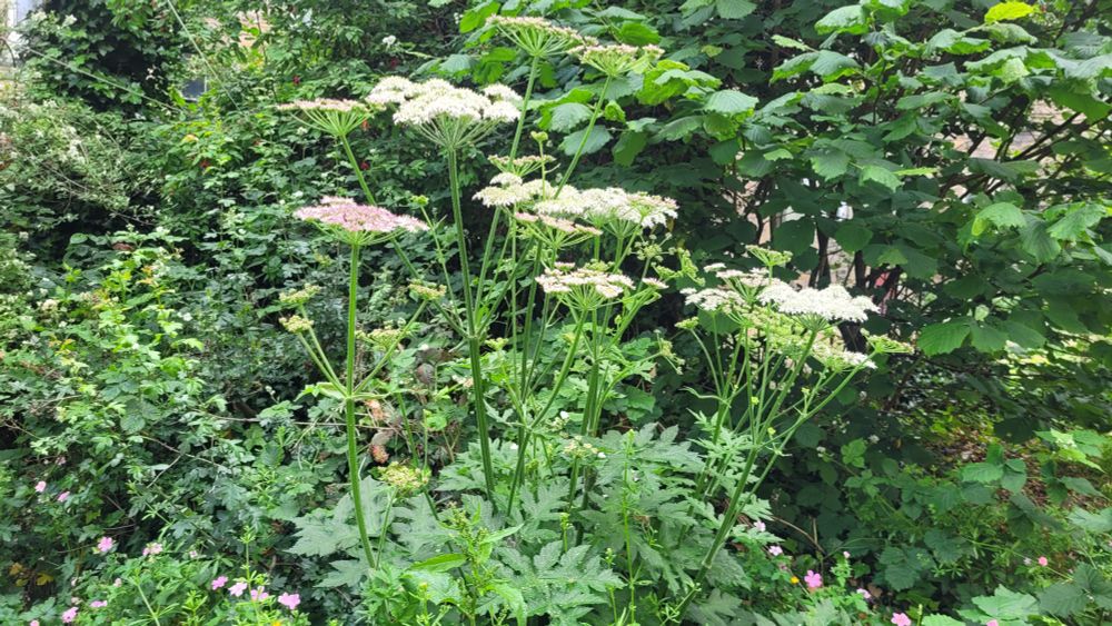 A close-up of a flowering plant in a garden. The stems are long and tall and slim, with branching stems growing off from the middle. There's white flowers with a pinkish tinge, like an upside down umbrella, on top of the stems.