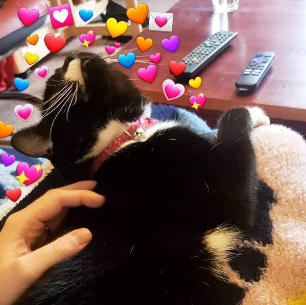A black and white tuxedo cat lying on her owner's lap, wearing a red collar and lifting her head back as she is getting good scritches. She is surrounded by emoji hearts which have been put on the image.