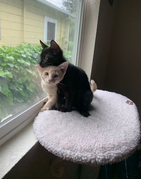 A black kitten looks out the window while resting his head on top of a buff-colored kitten's head. The buff-colored kitten is looking at the camera.