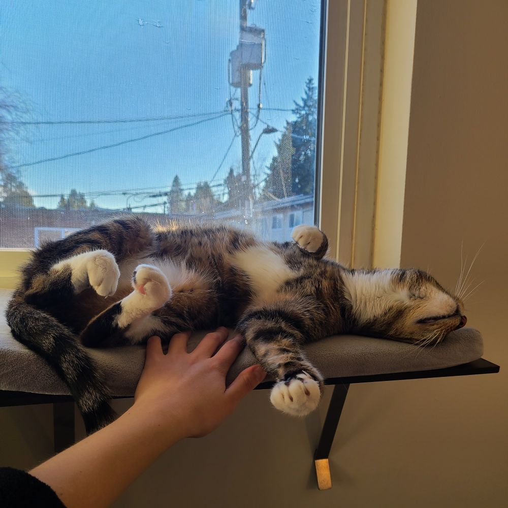 A brown tabby with white socks and belly, stretched out on a window perch. Outside it's sunny and clear and you can see trees, buildings, and an electrical pole.
