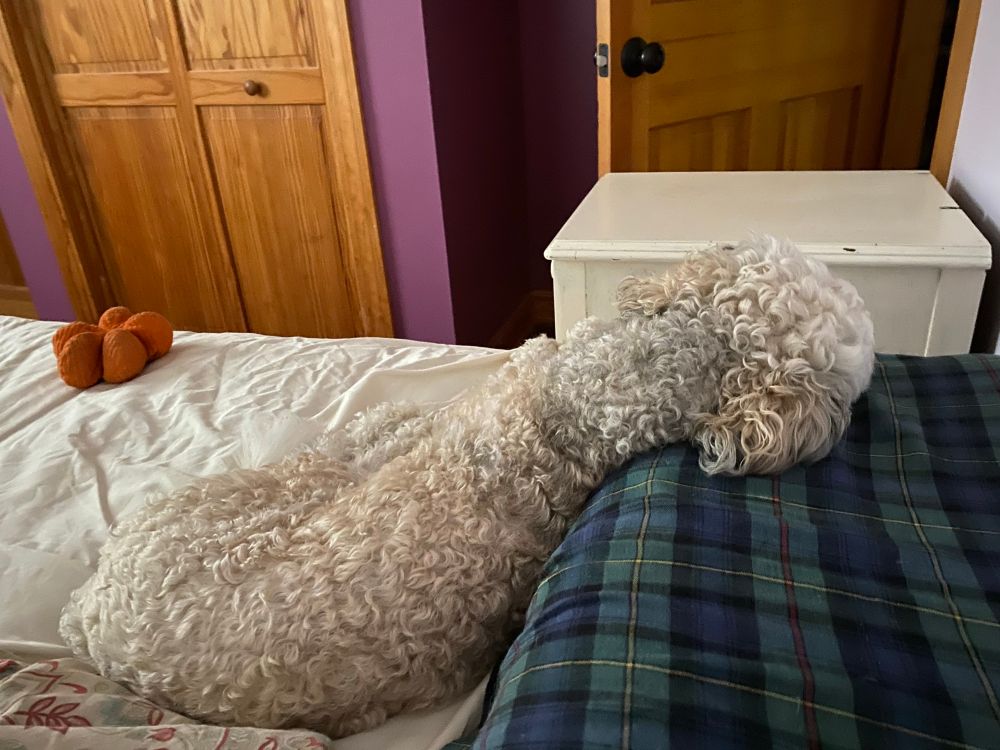 Small white dog laying on a bed, facing away from the camara, with his head on a pillow in a blue and green tartan pillowcase.