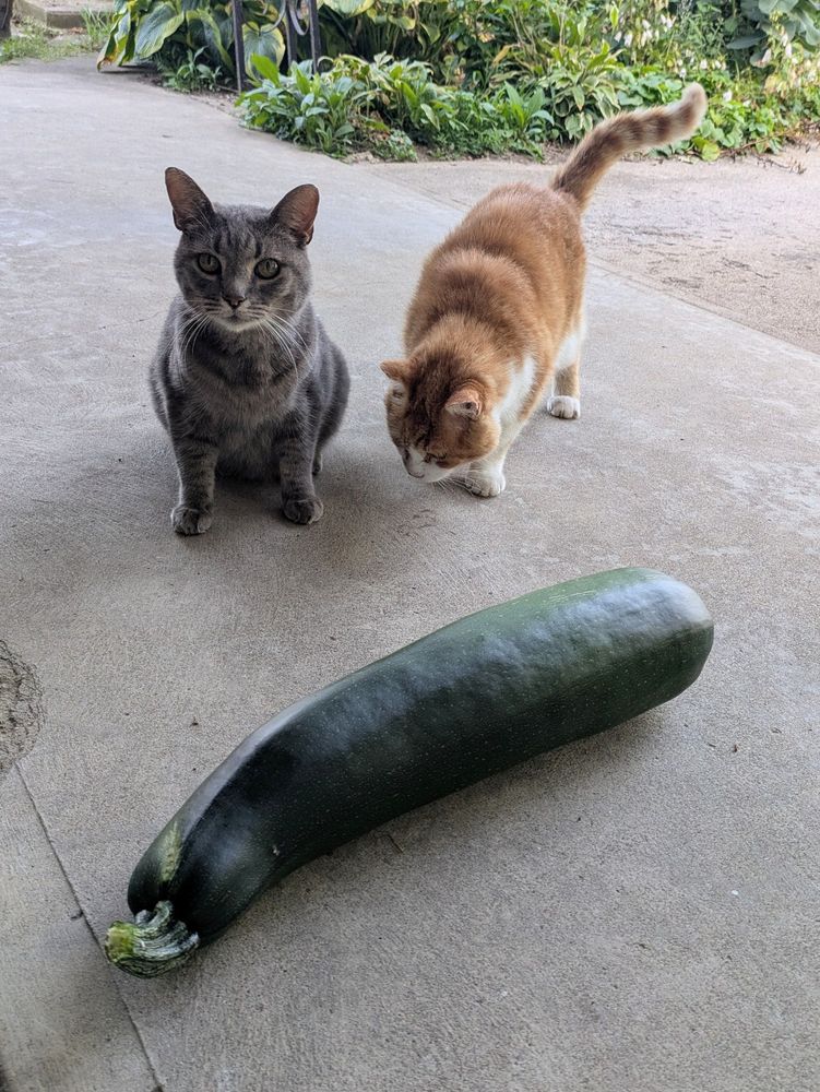 Grey and orange cats with an overgrown zucchini on a sidewalk.