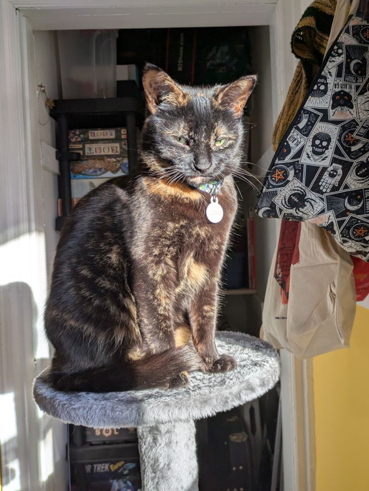 A tortoiseshell cat sits on a cat tree platform, her head and shoulders in a sunbeam and a dubious expression on her face.