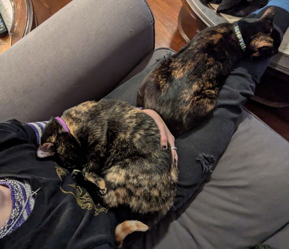 A top-down view of a white person stretched out on a grey couch with two tortoiseshell cats curled up on their lap.