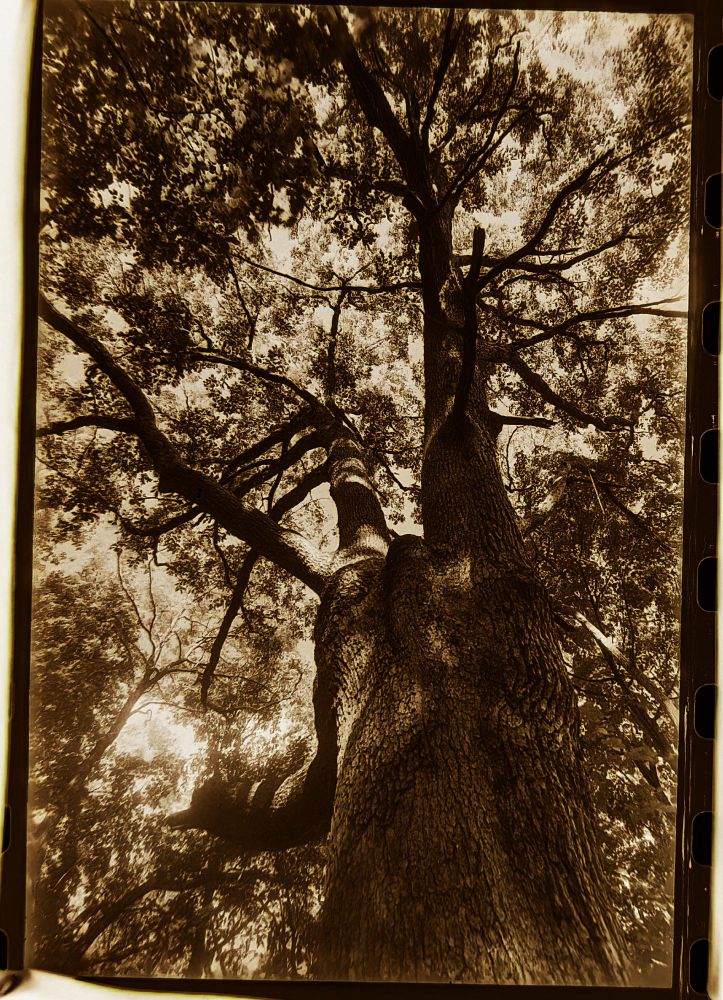 A huge oak tree conducts the forest orchestra of trees in the fall of 2024.