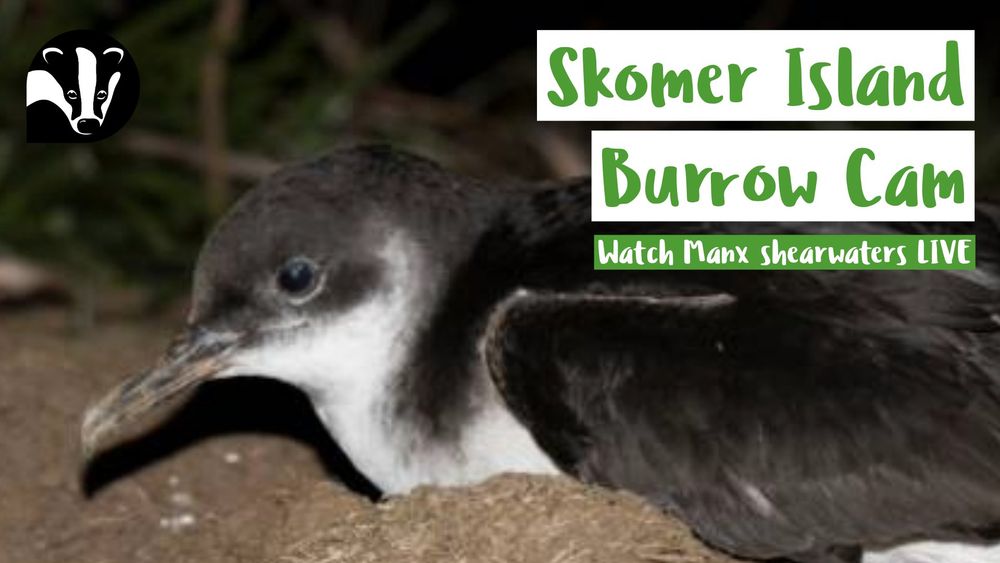 A photo of a Manx Shearwater, a black and white seabird with a thin, long hooked bill, with the text 'Skomer Island Burrow Cam - Watch Manx shearwaters live'