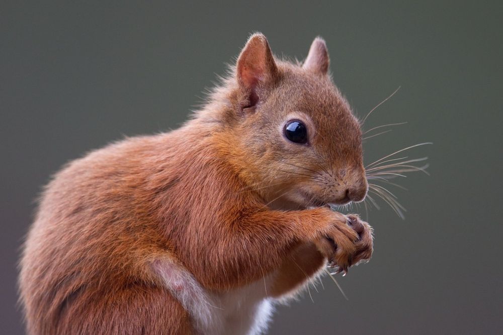 A close-up of a Red Squirrel. It has orange-brown fur with large eyes and long whiskers.