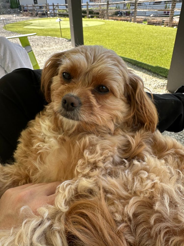 cute brown dog on a persons lap
